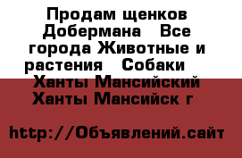 Продам щенков Добермана - Все города Животные и растения » Собаки   . Ханты-Мансийский,Ханты-Мансийск г.